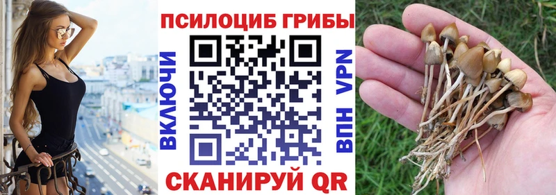 Псилоцибиновые грибы Psilocybine cubensis  Нижний Ломов 